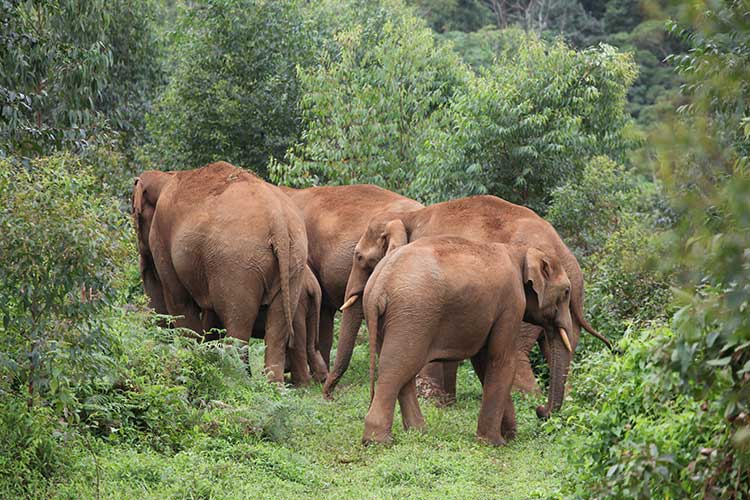 Thekkady Jeep Safari